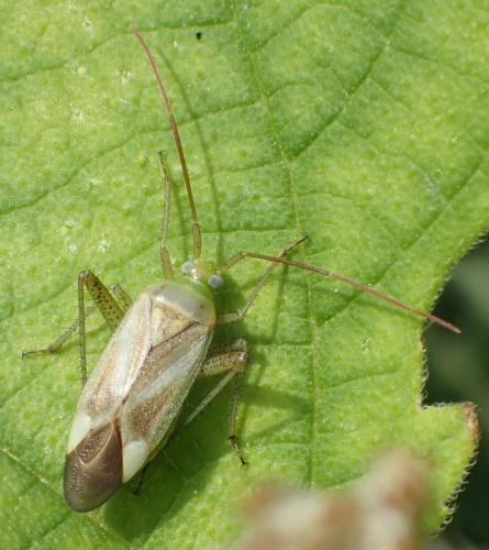 Réf. 189 343 : Adelphocoris lineolatus